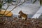 Eastern Grey Squirrel Cleaning It`s Tail in a Carpark in Florida