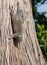 Eastern Grey Squirrel clinging to the side of a cypress tree