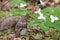 Eastern Grey Squirrel near white Trillium flowers