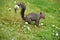 Eastern Grey Squirrel in San Francisco Botanical Garden, Sciurus carolinensis,