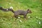 Eastern Grey Squirrel in San Francisco Botanical Garden, Sciurus carolinensis,