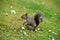 Eastern Grey Squirrel in San Francisco Botanical Garden, Sciurus carolinensis,