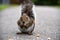 Eastern Grey Squirrel in San Francisco Botanical Garden, Sciurus carolinensis,