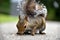 Eastern Grey Squirrel in San Francisco Botanical Garden, Sciurus carolinensis,