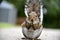 Eastern Grey Squirrel in San Francisco Botanical Garden, Sciurus carolinensis,