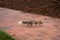 Eastern Grey Squirrel Scurrying Across a Terracotta Tiled Path