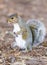 Eastern Grey Squirrel showing its white underside.