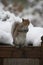 Eastern Grey Squirrel in Winter Snow