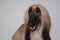 Eastern greyhound or persian greyhound close up. Afghan hound isolated on gray background.