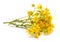 Eastern Groundsel (Senecio Vernalis) Flowers