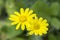 Eastern Groundsel yellow flower, Senecio Vernalis