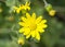 Eastern Groundsel yellow flower, Senecio Vernalis