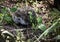 Eastern hedgehog in nature