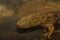 Eastern Hellbender