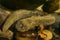 Eastern Hellbender