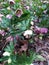 Eastern hellebore. Hellebore growing in the spring. helleborus purpurascens
