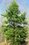 Eastern Hemlock  36693