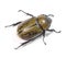 Eastern Hercules Beetle