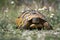 Eastern Hermann`s tortoise. Testudo hermanni boettgeri