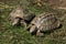 Eastern Hermann\'s tortoise (Testudo hermanni boettgeri).