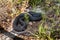 Eastern Hognose black snake `Heterodon Platirhinos`