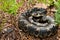 Eastern Hognose Snake