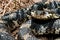 Eastern Hognose Snake