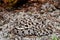 Eastern Hognose Snake