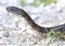 Eastern Hognose Snake