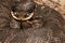 Eastern Hognose Snake