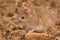 Eastern House Mouse - Mus musculus