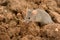 Eastern House Mouse - Mus musculus