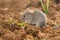 Eastern House Mouse - Mus musculus