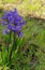 Eastern Hyacinth Hyacinthus orientalis L.