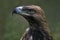 Eastern imperial eagle (Aquila heliaca)