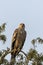 eastern imperial eagle or aquila heliaca bird portrait with eye contact during winter migration at forest of central india