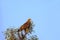 Eastern Imperial Eagle, Aquila heliaca, Little Rann of Kutch, Gujarat