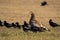 Eastern imperial eagle with flock of crows sitting on the ground around