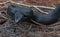 Eastern Indigo snake Drymarchon couperi sandhills of Florida