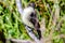 Eastern king bird resting on a tree limb