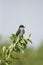 Eastern Kingbird