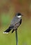 Eastern Kingbird