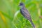 Eastern Kingbird