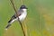 Eastern Kingbird