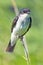 Eastern Kingbird