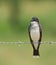 Eastern Kingbird