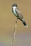 Eastern Kingbird Perched