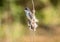 Eastern kingbird perched on a cattail