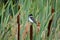 Eastern Kingbird perched on a cattail