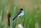 Eastern Kingbird perched on a cattail